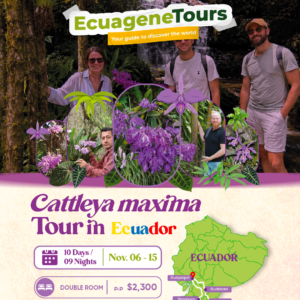 CATTLEYA MAXIMA TOUR (Double room)