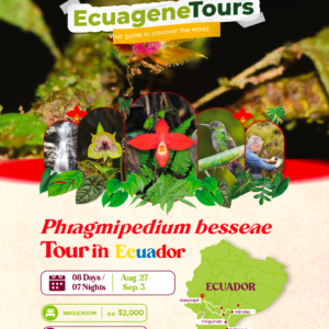 Phargmipedium besseae Tour