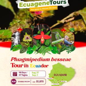 Phargmipedium besseae Tour (Double room)