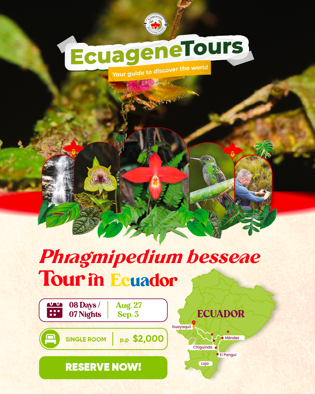 Phargmipedium besseae Tour (Single room)